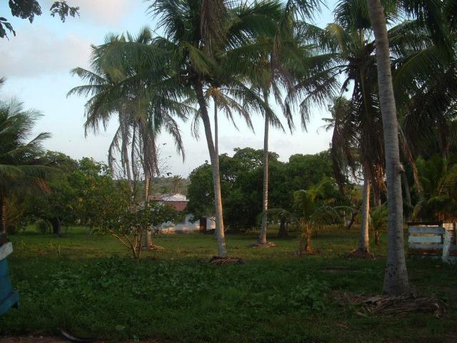 Fazenda em Dom Marcolino - Maxaranguape, RN - Foto 11