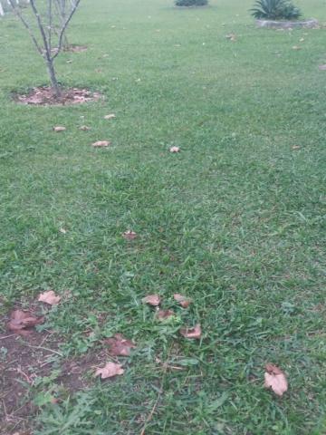 Chácara à venda em Cerne, Campina grande do sul cod:CH00011 - Foto 13