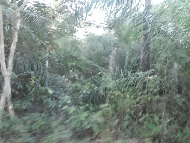 Fazenda 866 Hectares apos 35 km da Agrovila das Palmeiras - Foto 4