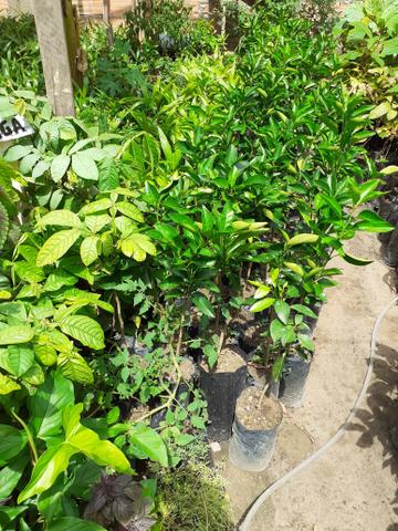 Plantas frutiferas - Foto 3