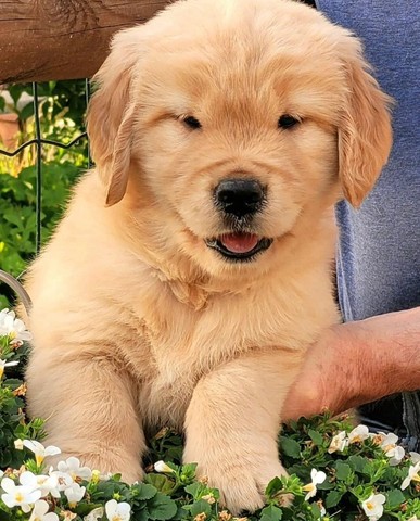 Golden Retriever