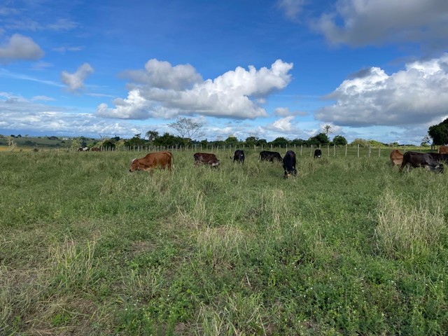 Vendo Fazendinha em São Gonçalo dos Campos 