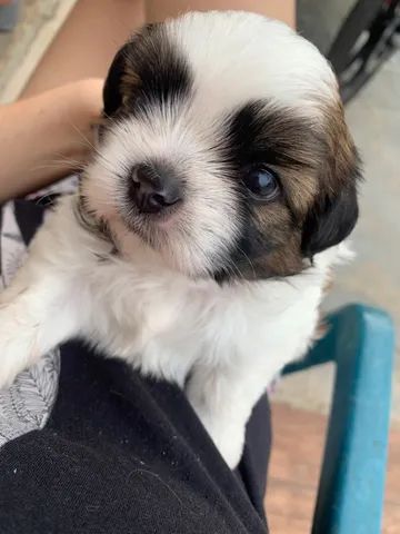 Vendo filhote shih Tzu