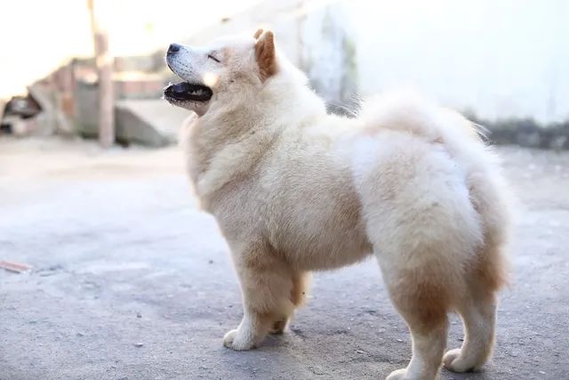 CHOW CHOW macho branco disponível para cruza  - Foto 3