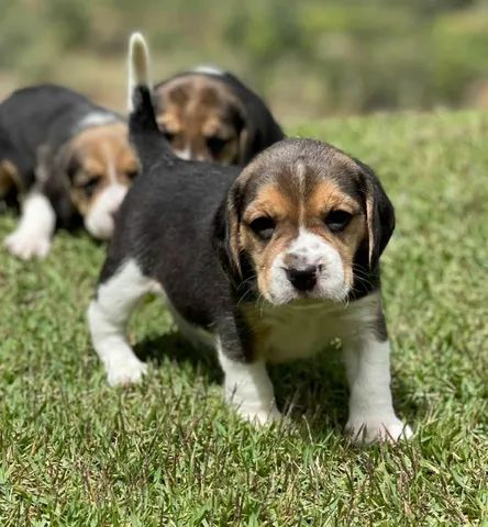  Lindos filhotes da raça - Beagles  - Foto 4