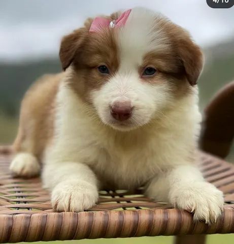 Filhotes na Cor Marrom da Raça Border Collie