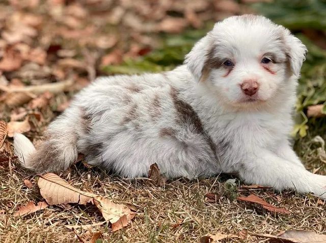 Border Collie Pedigree Cbkc Filhotes Alta Linhagem