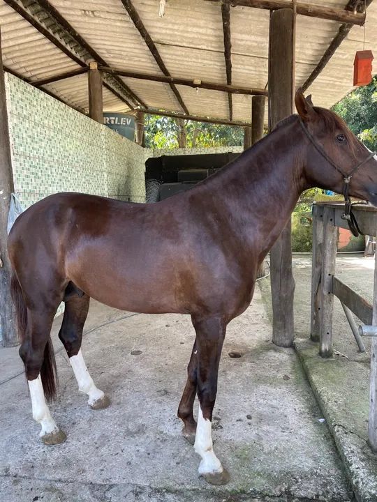 Cavalo manga larga + mangalarga paulista .  - Foto 3