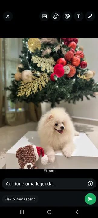 Spitz alemão anão  - Foto 2