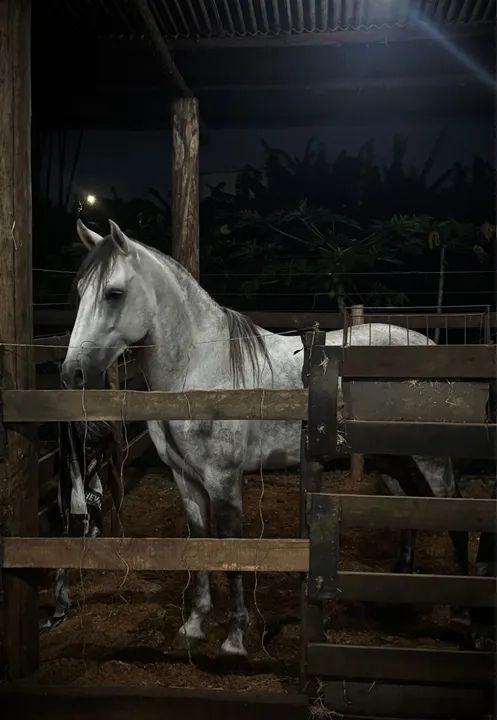 Cavalo Mangalarga Marchador - Foto 3