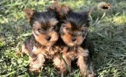 yorkshire filhotes a pronta entrega  - Foto 3