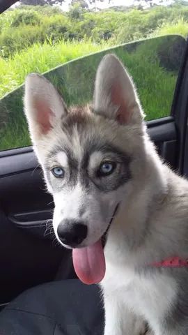 Northern inuit sale dog olx