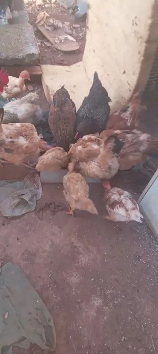 Chocadeira 1000 ovos - Foto 2