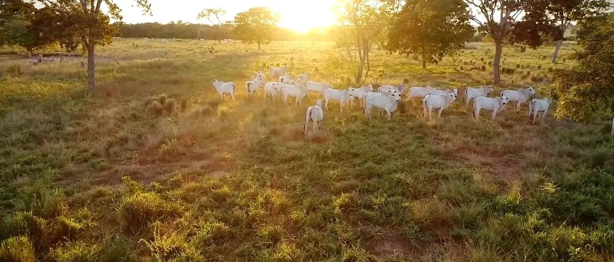 Fazenda na região de Cocalinho-MT