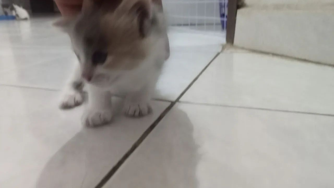 Gatinho lindo, preto e branco, à procura de um lar URGRNTE!!r - Foto 3