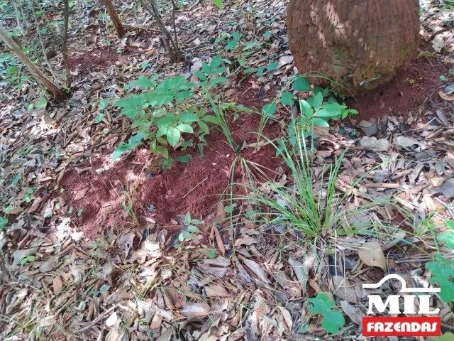 Fazenda p/ Soja em São Valério-TO. . 232 Alq. (1.122 Há) - Foto 3
