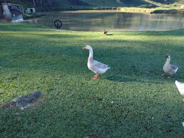 Ganso de um 1 ano e 4 meses R$ 150,00