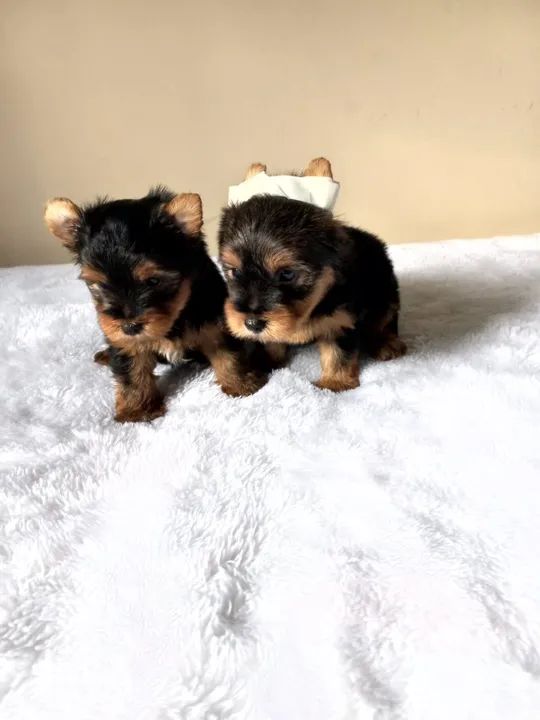 yorkshire filhotes a pronta entrega 