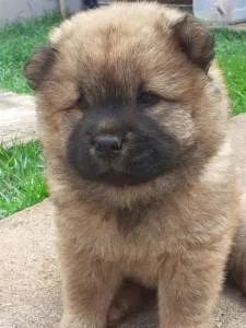 Chow chow filhotes 