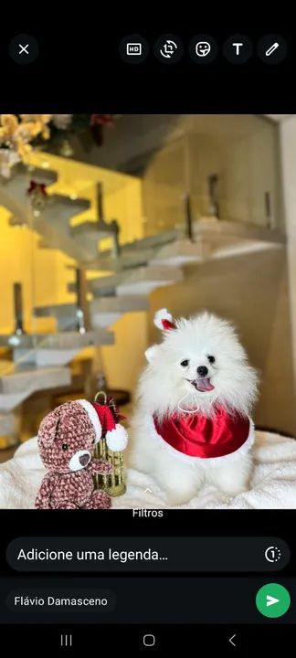 Spitz alemão anão  - Foto 5