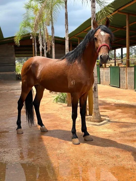 Cavalo Garanhão MM Marchador - Foto 2