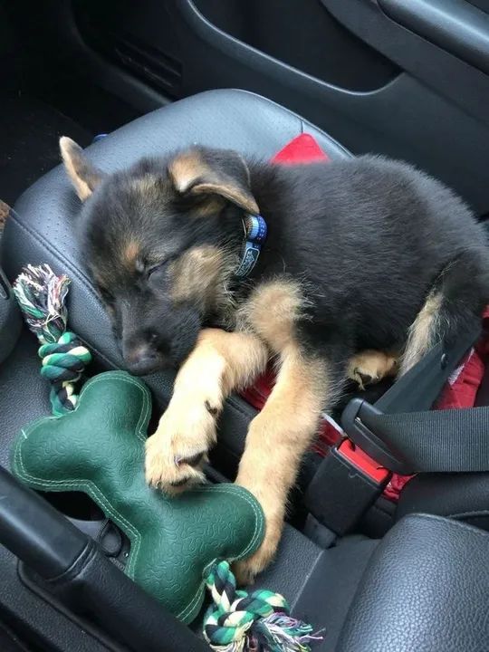Pastor Alemão No Meu Dia De Folga 