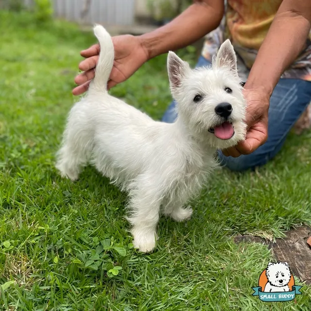 West highland white terrier 2024 olx