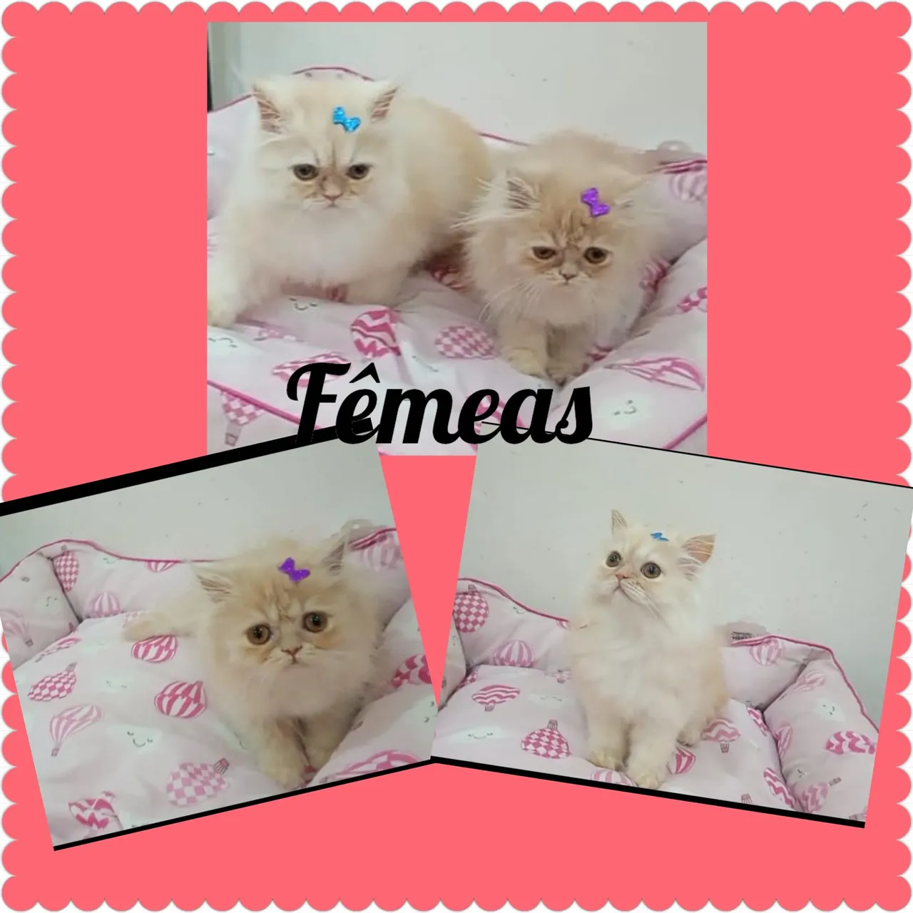 Lindos filhotes de Persa Doll face