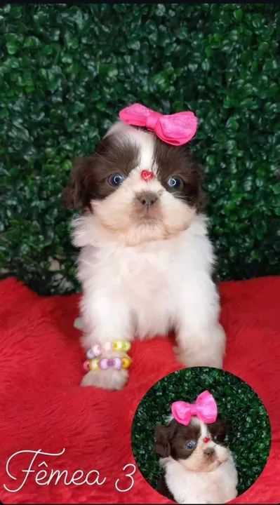 Shih Tzu Tricolor Fêmea - Pequena e Super Carinhosa!