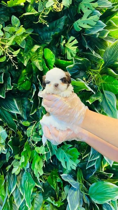 SHIh Tzu - Cães c/ garantia e ampla assistência  - Foto 3
