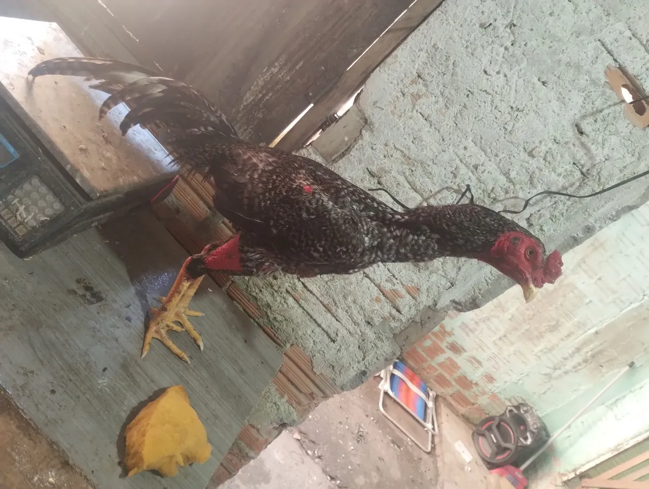 Galo de Raça Jovem e Forte