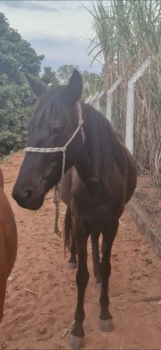 Egua por 800 reais!! (Aceito oferta)  - Foto 3