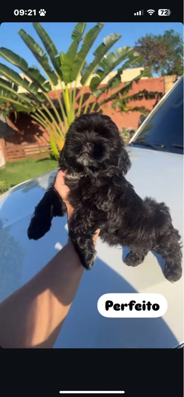 Shihtzu, poodle, Pinscher, chihuahua, Staffordshire