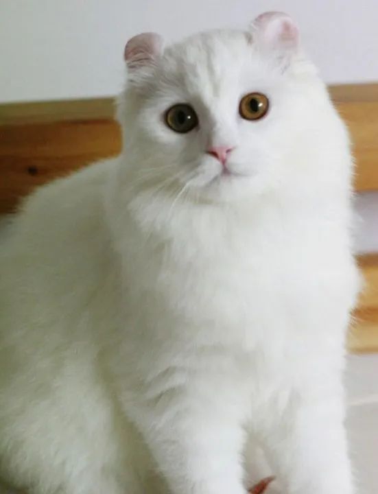 American Curl Filhotes na Cor Branco - Foto 2