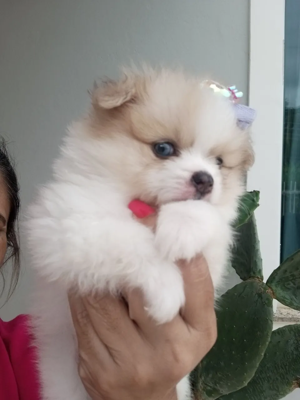 Fêmea lulu Pomerânia exótico
