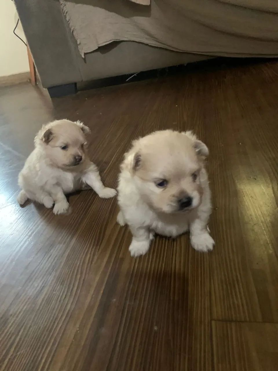 Filhote lulu da Pomerânia machinho 