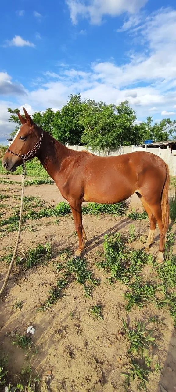 Potra mangalarga  - Foto 3