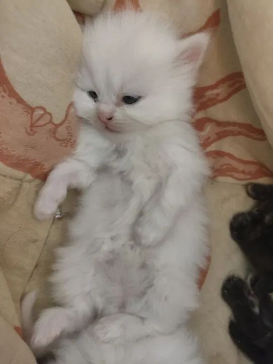 Gatinho Persa  - Foto 2