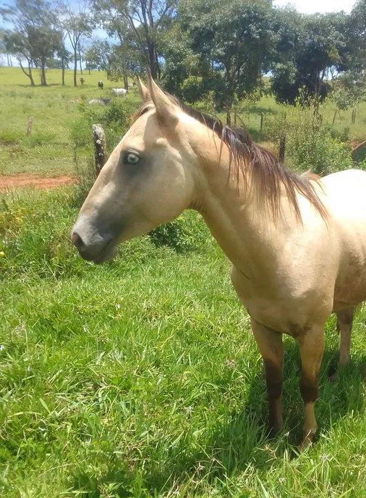 Cavalo paint horse puro - Foto 2