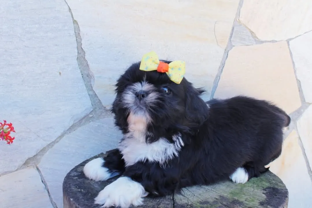 Poodle Fêmea 