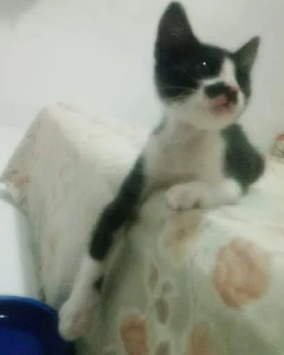 filhotinho de gato para adoção - Foto 5