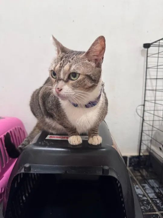 Gatinha castrada - leia a descrição - Foto 3