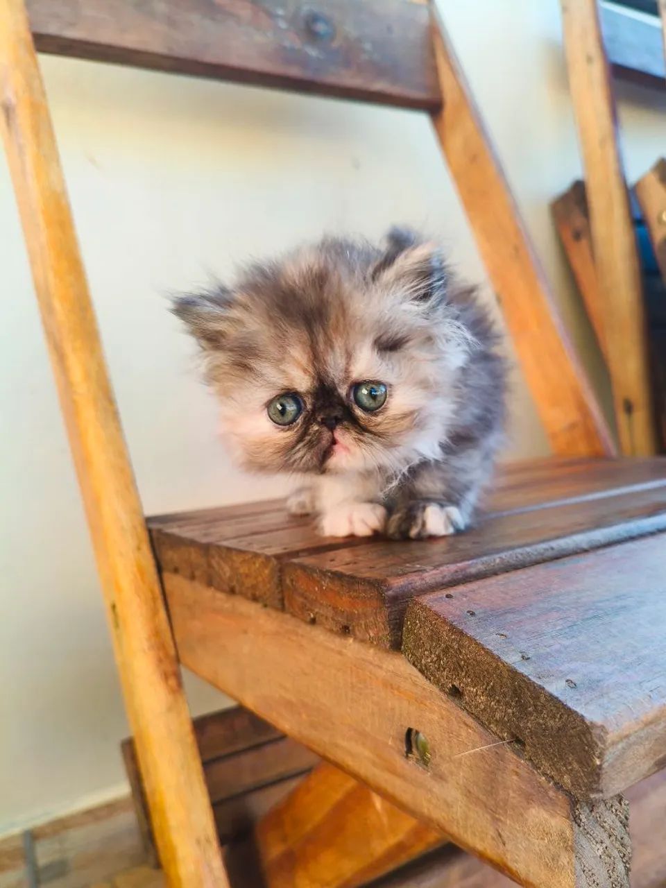 PERSA TopShow - Filhote FÊMEA - Foto 6