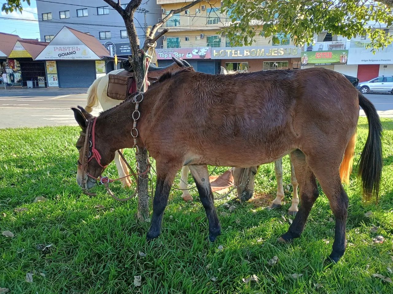 Vendo mula ou troca pro cavalo - Foto 3
