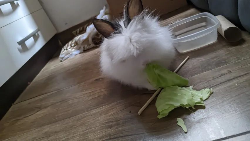 Vendo coelho Netherland + Assessórios  completo - Foto 3