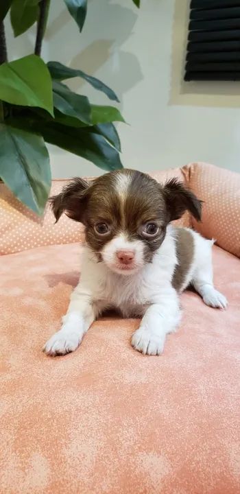 Chihuahua Macho Dourado Que Vai Roubar Seu Coração!