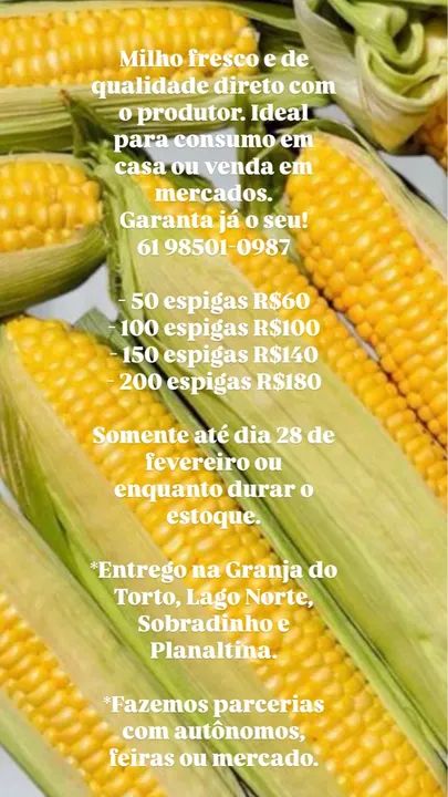 Aproveita! Espigas de milho novas e frescas - Foto 3