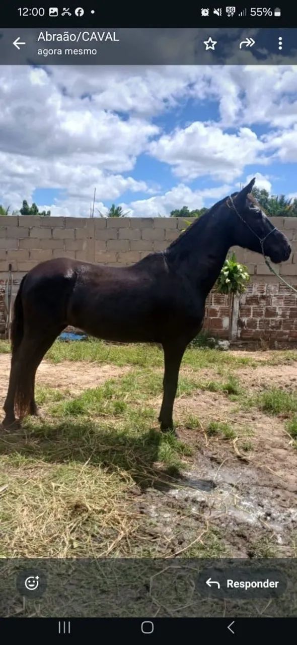 CAVALO PRETO MANGALARGA MARCHA PICADA.  - Foto 2