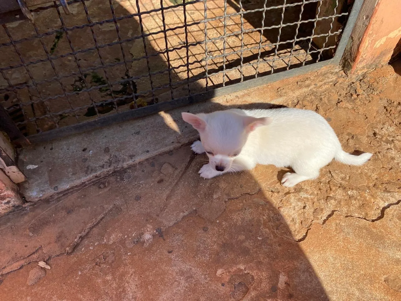 Filhote de Chihuahua macho