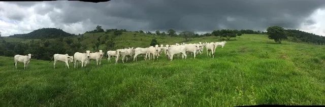 D290  Excelente  Fazenda com 40 hectares em Maceió - Foto 5